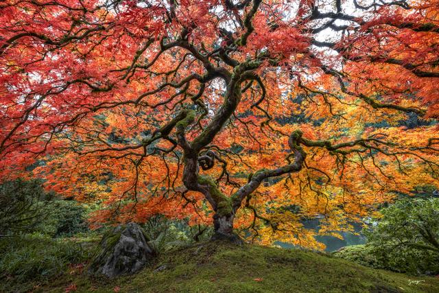 japanese maple in fall photography art