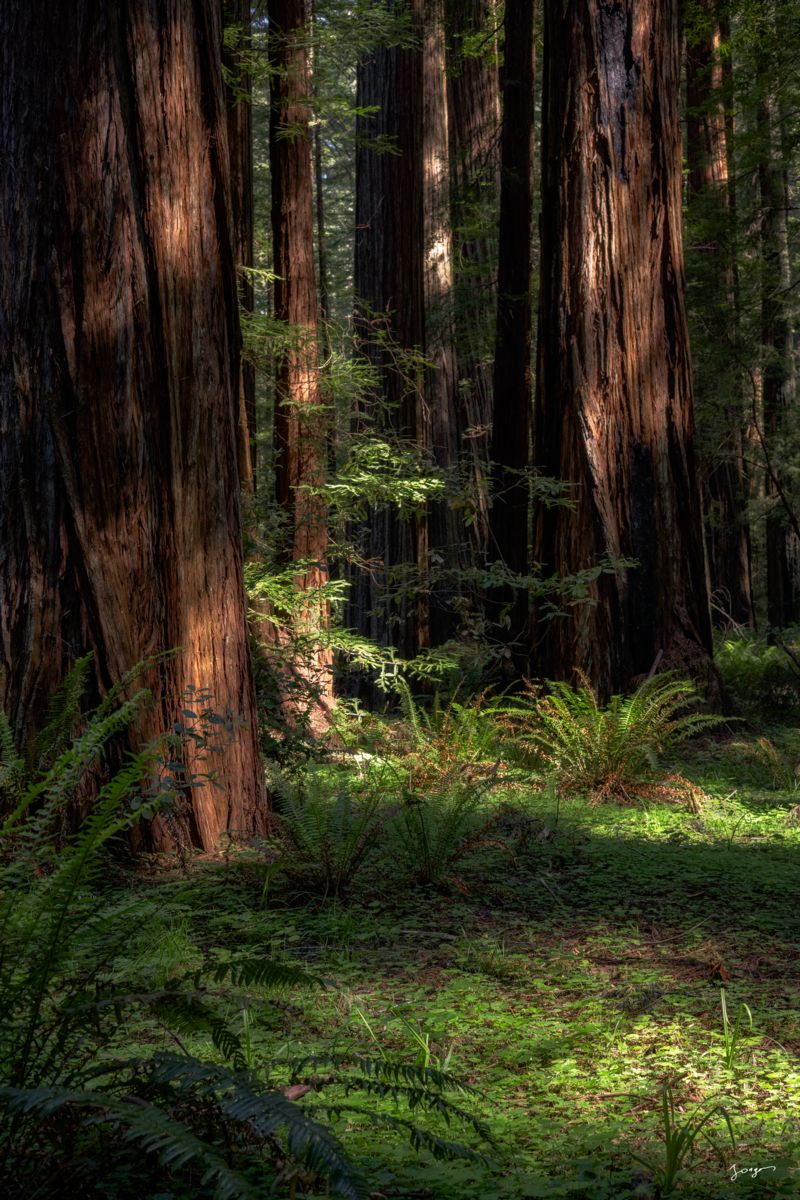 redwoods humboldt