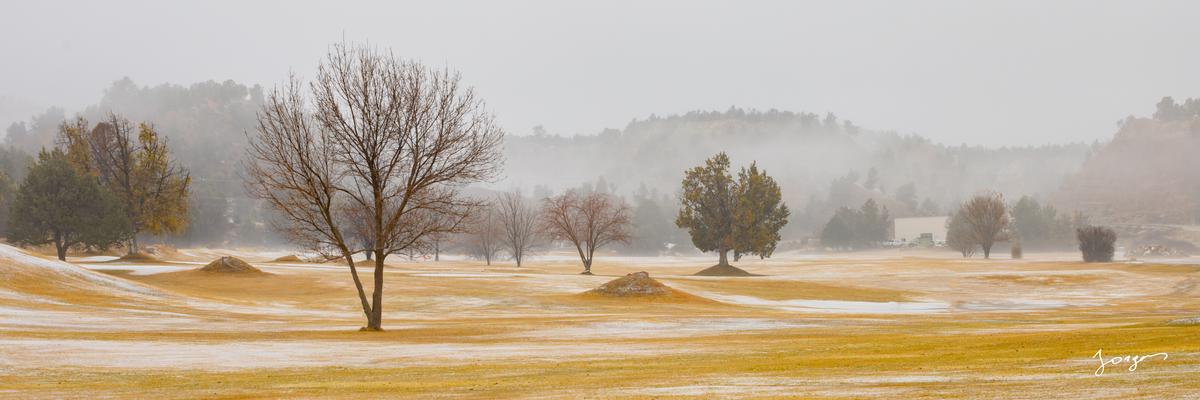 winter meadow with naked trees fog and yellow grass