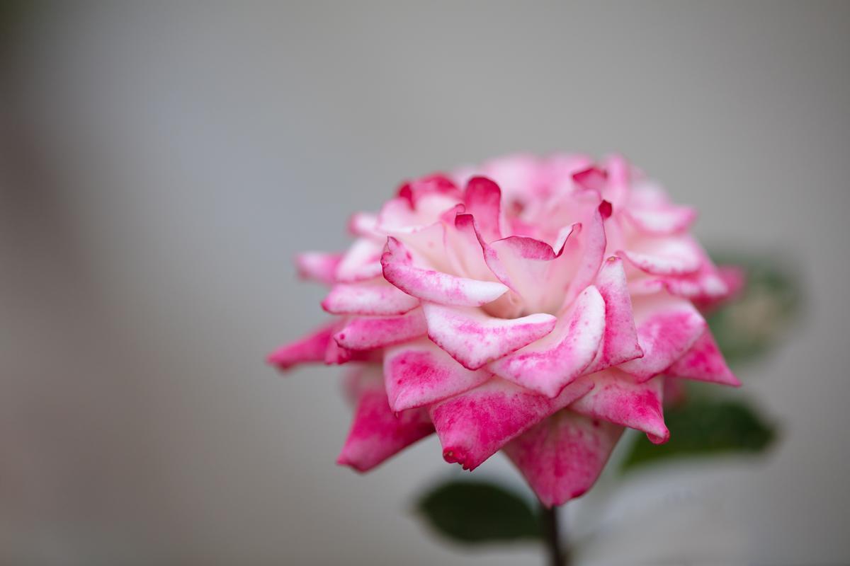 nature photography rose pink and white petals blurry background