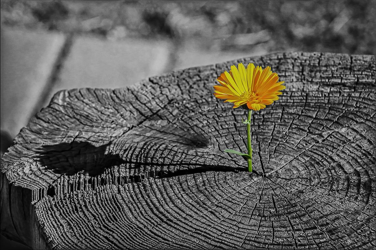 dandelion growing out of an old stump abstract art piece