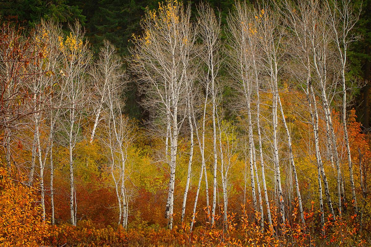 tree wall art aspens in autumn yellow and orange foliage with bare trees in foreground