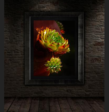abstract photography print for sale wall display framed