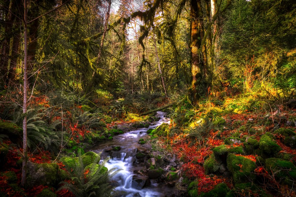 pacific northwest photography landscape in Hoh national park