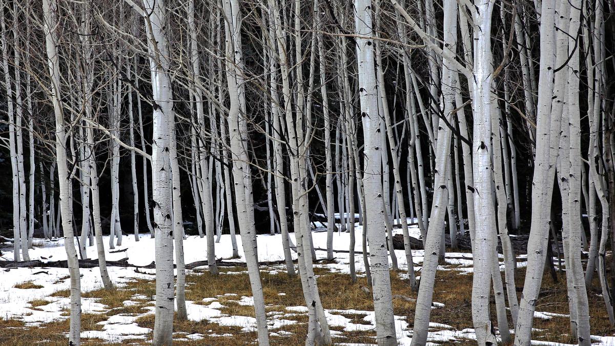tree wall art aspens in first snow fine art photography