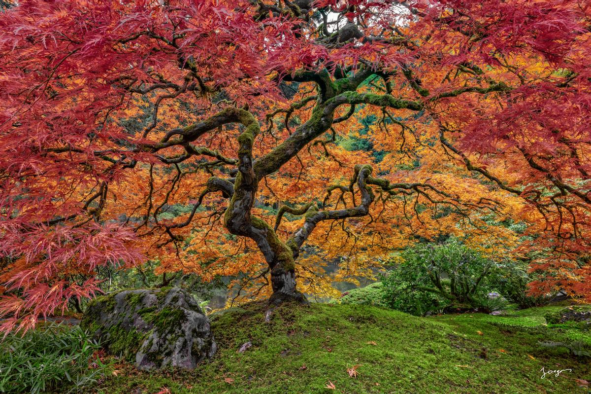 japanese maple in full bloom