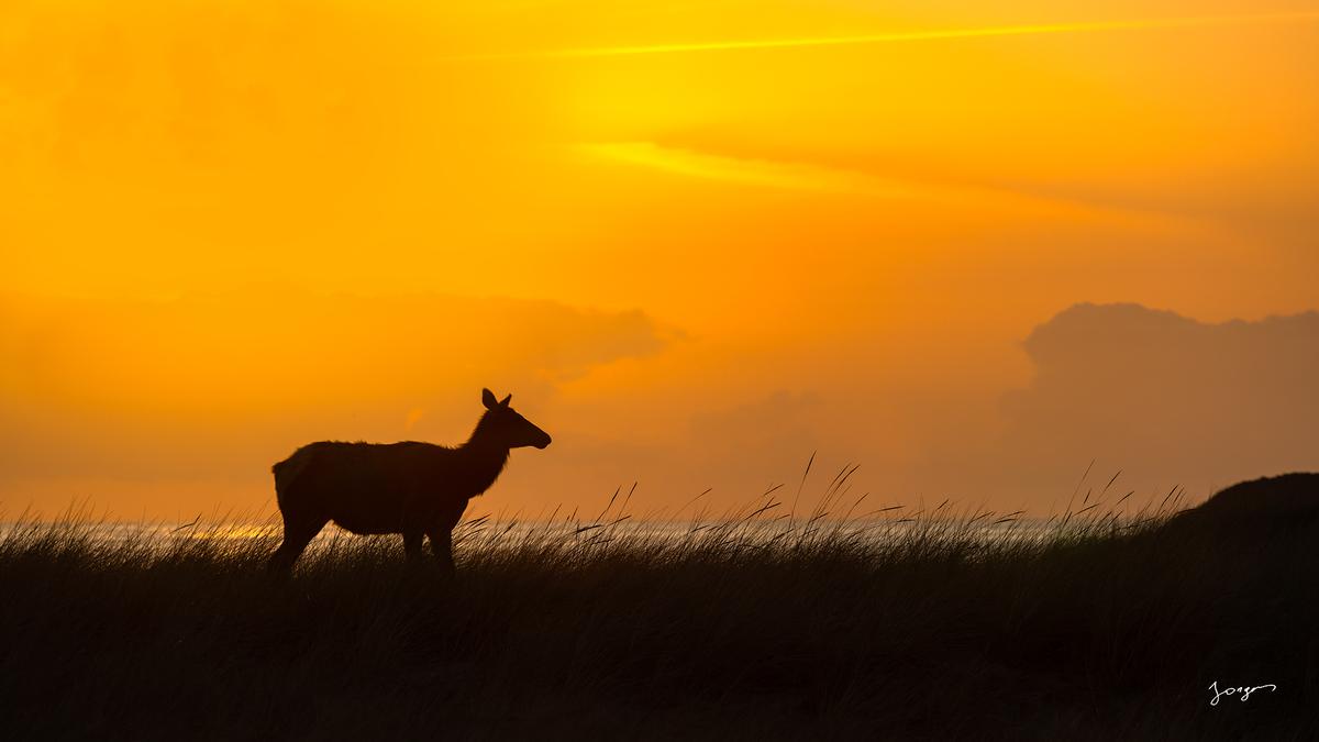 Roosevelt elk silhouette beach grass over looking the ocean 