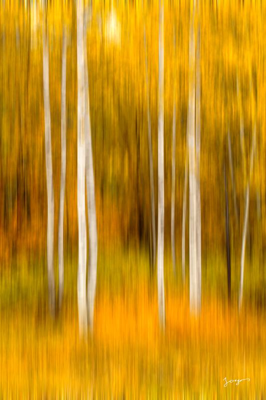 aspen trees in brush strokes fine art abstract photography by Eddie Jongas