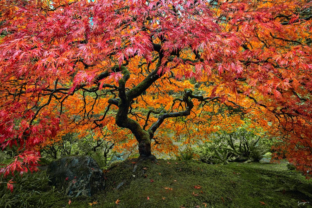 peter lik tree japanese maple in portland oregon