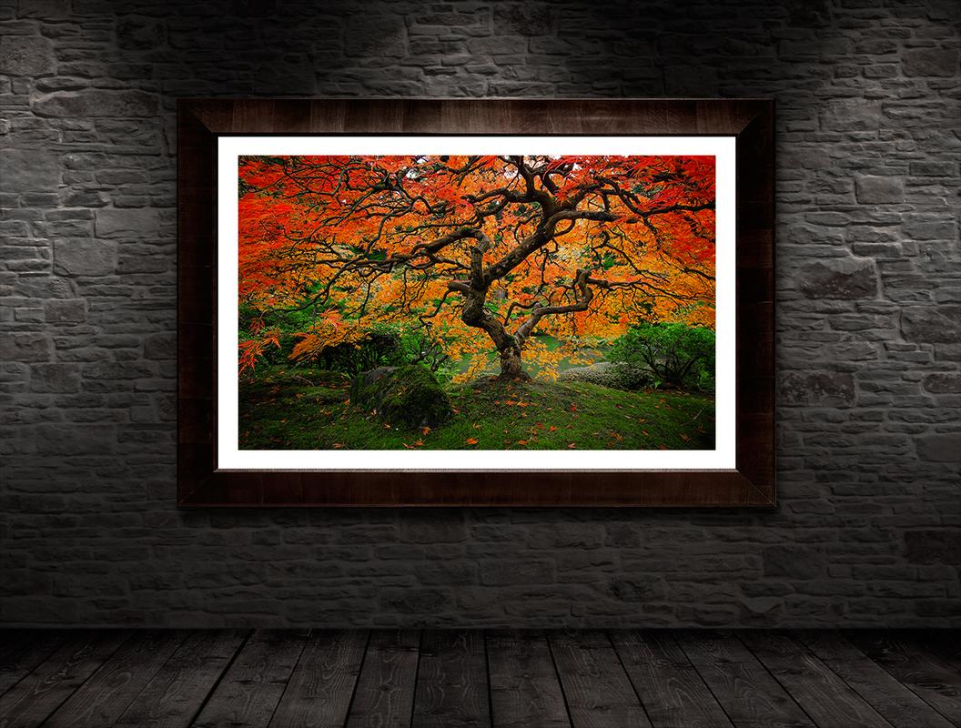 peter lik tree luxury fine art framed japanese maple