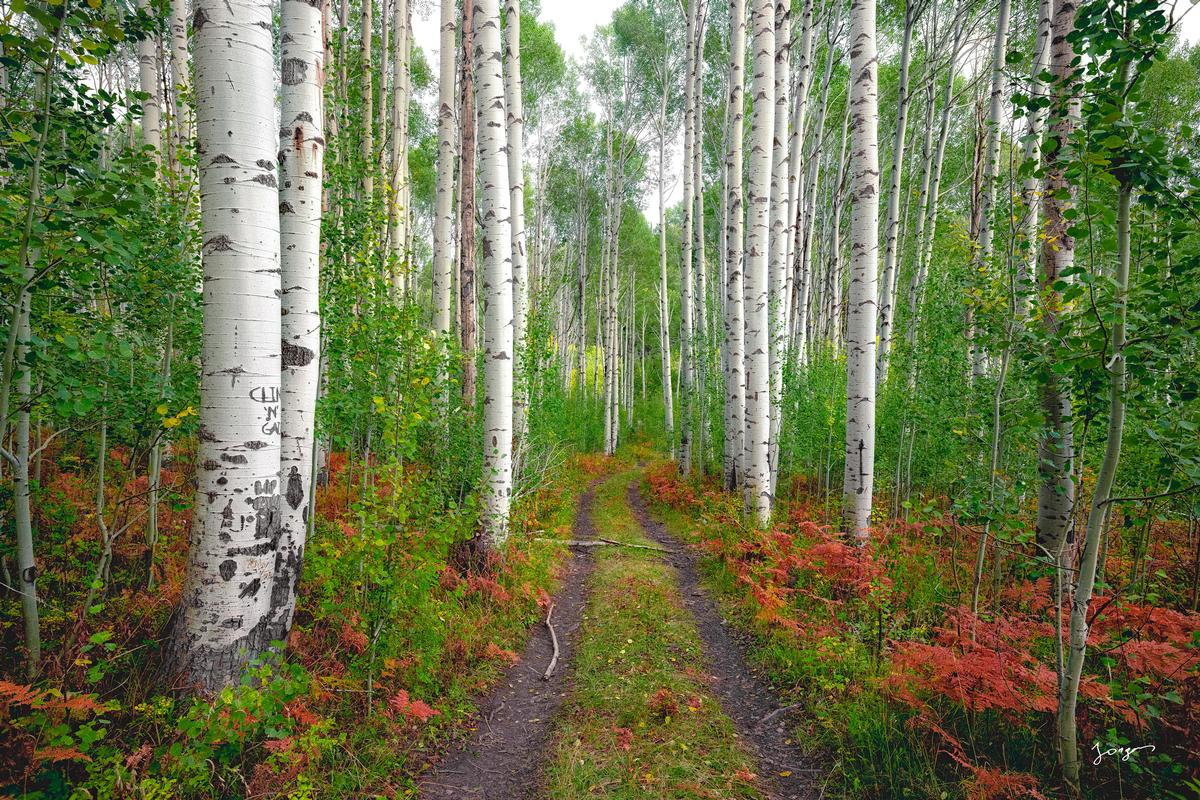 aspen tree grove lush greens and red ferns jongas fine art