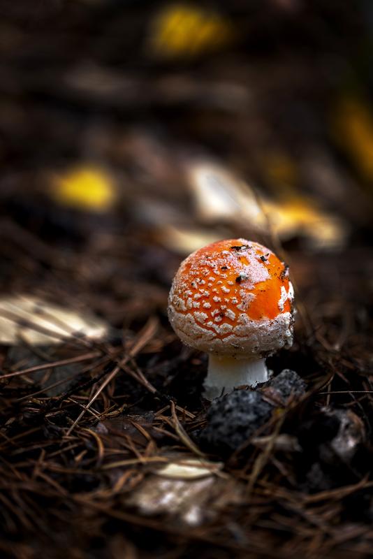 macro photography of mushroom with orange cap