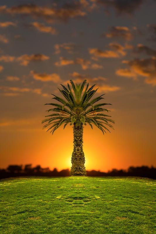 palm tree abstract art for sale orange sunset and green pasture in foreground