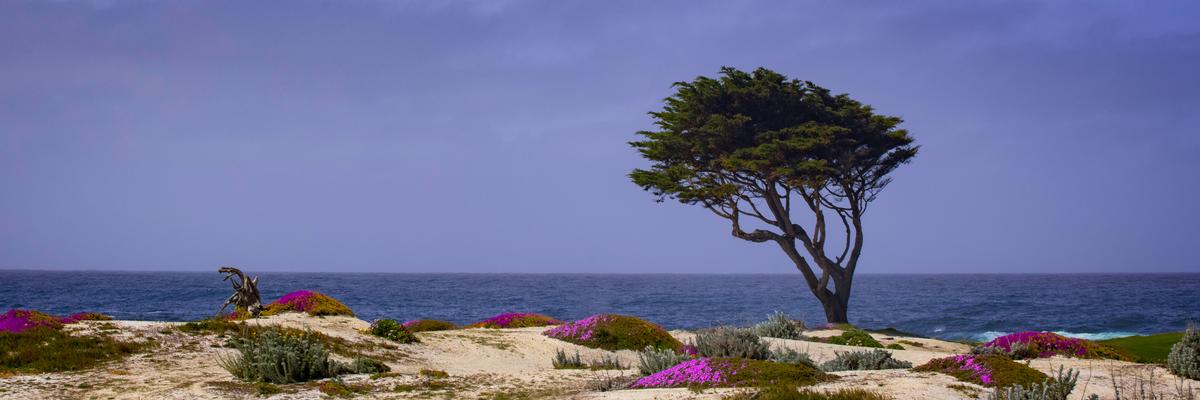 relentless fine art photography for sale cypress tree 
