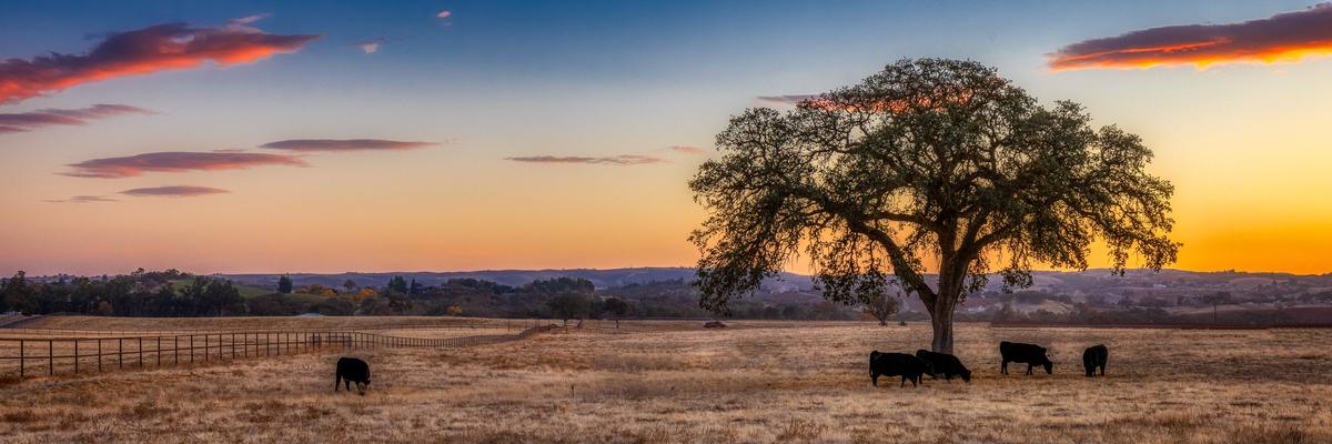 a lone tree with cows grazing the grass during sunset