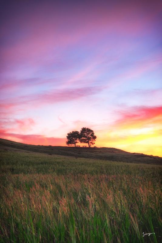 two trees during sunset overlooking the grass field