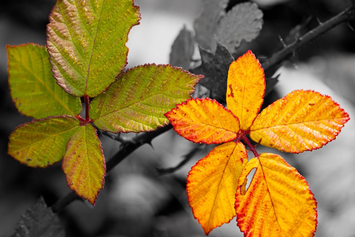 blackberry leaves abstract photography artwork for sale