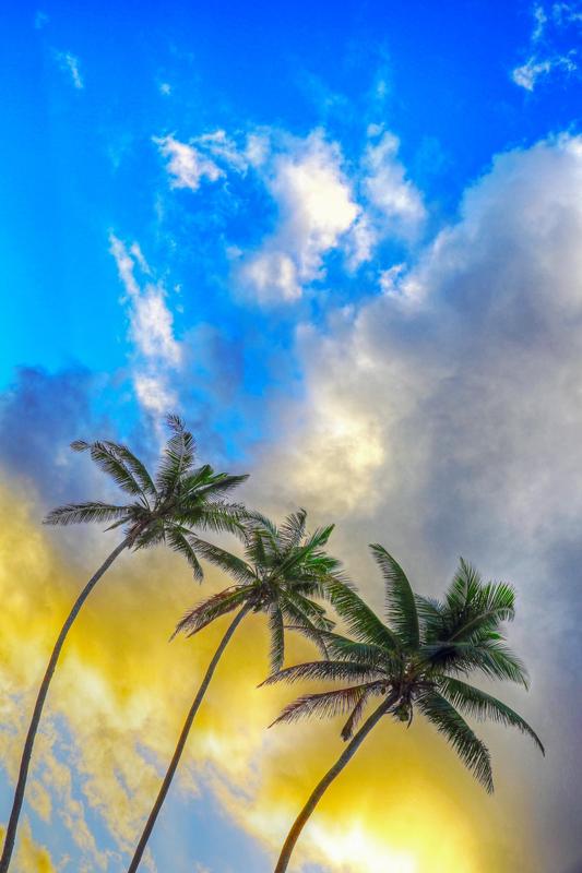 fijian palms abstract photography by jongas fine art