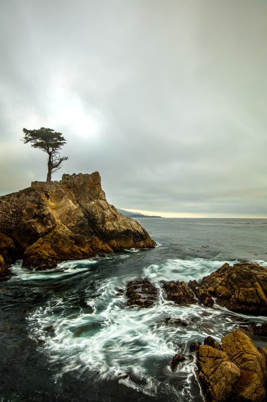 luxury fine art photography cypress tree by the ocean