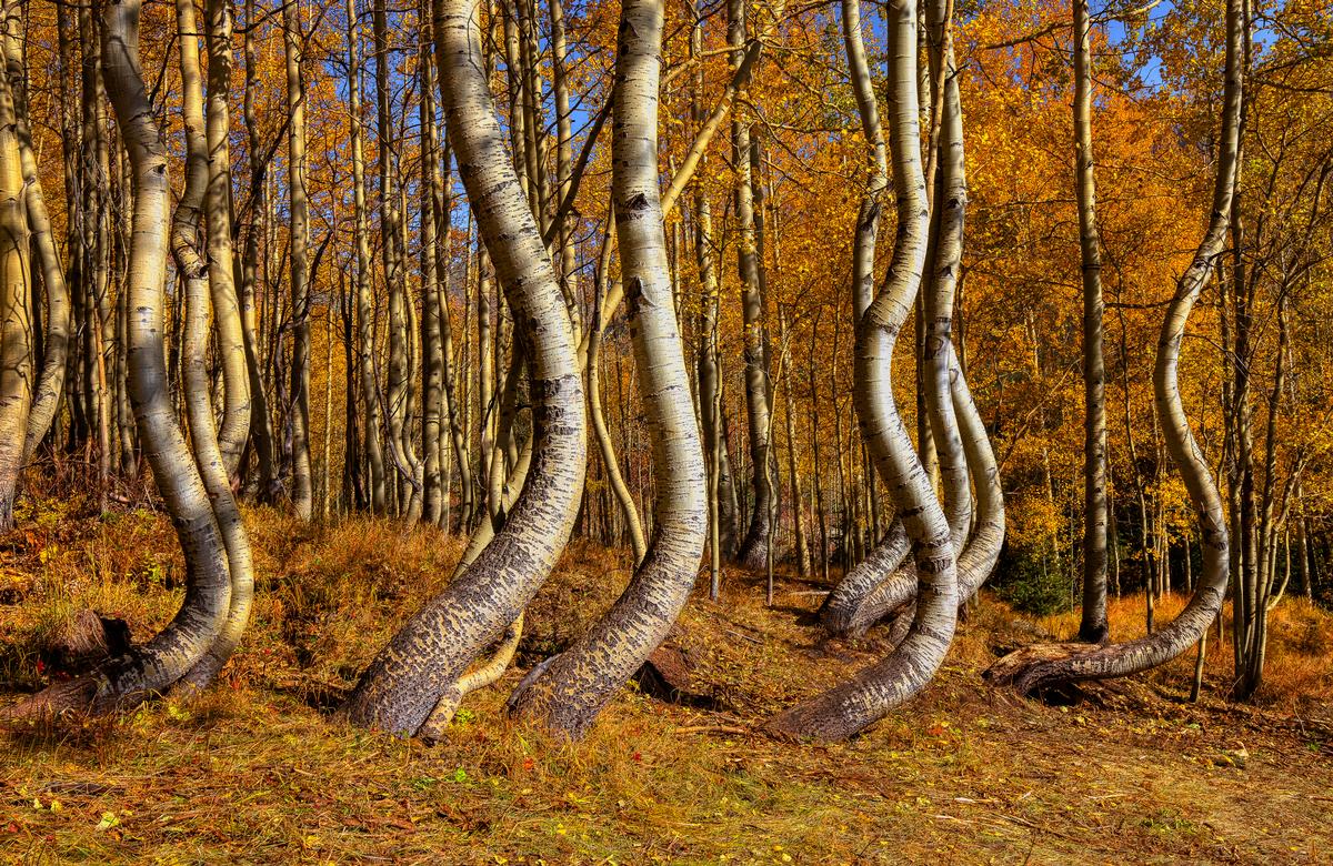 tree photography curvy aspens in colorado during fall time 