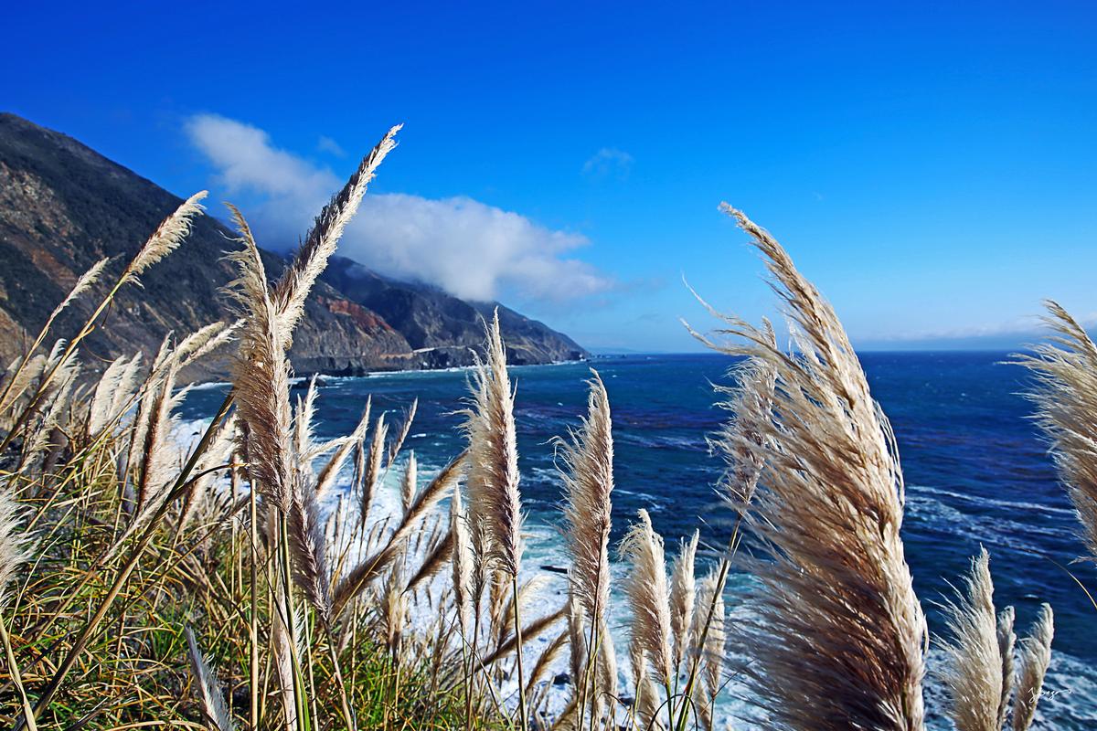 pampas grass on a sunny day overlooking Big Sur Coastline
