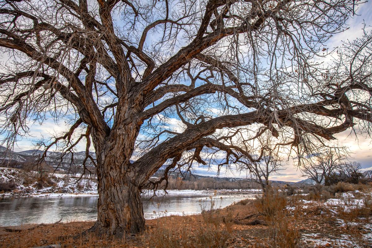 Tree Photography Art Old Oak In colorado