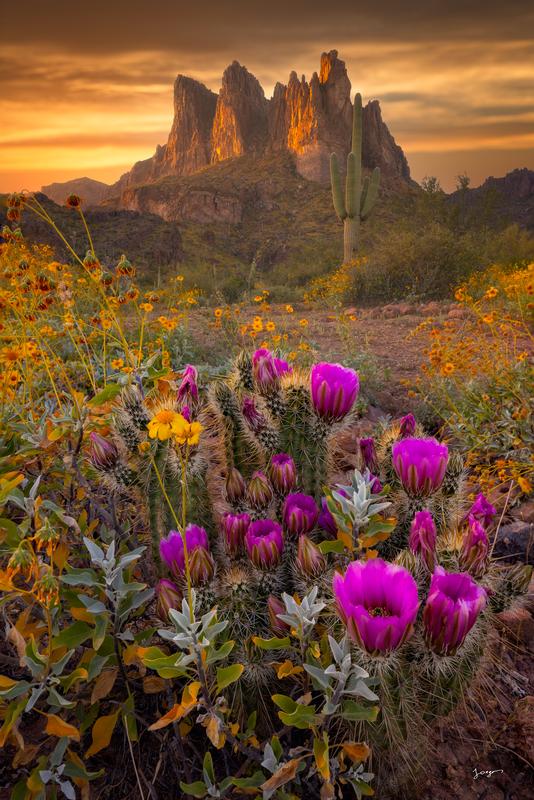 arizona desert wildflower super bloom superstition mountains